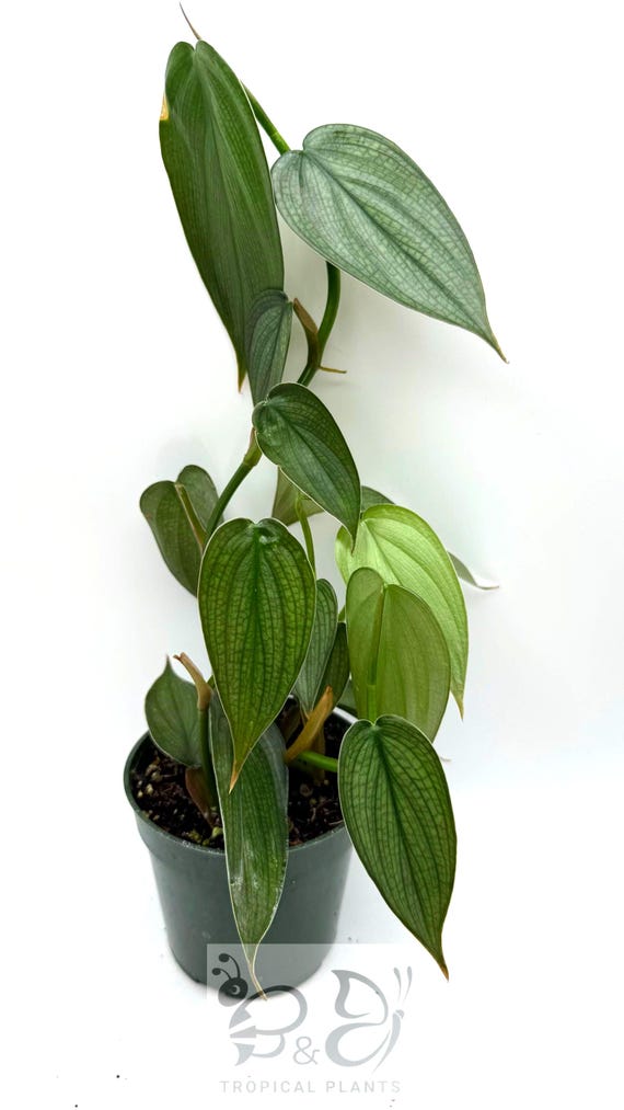 Rare Philodendron Burle Marx Fantasy 4" Pot | Climbing Aroid, Silver Veined Collector Plant | Live Plant