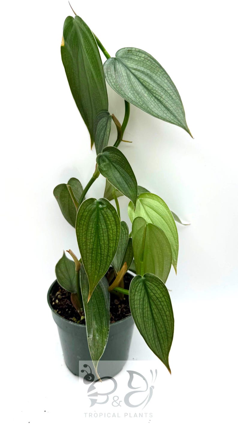 Puede incluir: Una planta Philodendron brandtianum en una maceta de pl&aacute;stico verde oscuro. La planta presenta hojas en forma de coraz&oacute;n con variegaci&oacute;n verde plateado y venas verde oscuro prominentes. Un logotipo con el texto B&D TROPICAL PLANTS es visible.