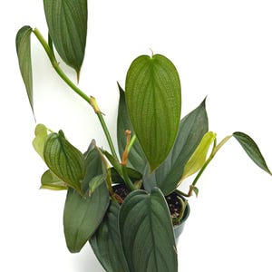 Puede incluir: Una planta Philodendron con hojas alargadas en forma de coraz&oacute;n que presentan una textura verde plateada distintiva y venas prominentes. La planta crece en una maceta de pl&aacute;stico oscura, con varios tallos que se extienden hacia arriba y hacia afuera, mostrando follaje en varios tonos de verde. Un logotipo con el texto B&C TROPICAL PLANTS es visible en la parte inferior.
