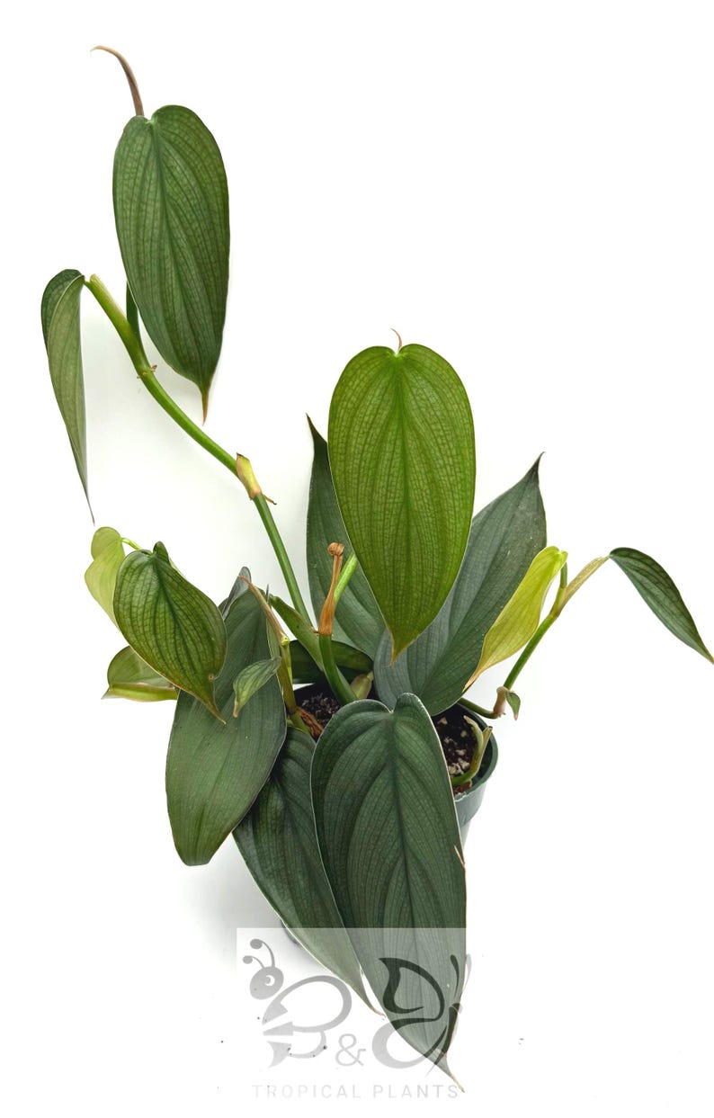 Puede incluir: Una planta Philodendron con hojas alargadas en forma de coraz&oacute;n que presentan una textura verde plateada distintiva y venas prominentes. La planta crece en una maceta de pl&aacute;stico oscura, con varios tallos que se extienden hacia arriba y hacia afuera, mostrando follaje en varios tonos de verde. Un logotipo con el texto B&C TROPICAL PLANTS es visible en la parte inferior.