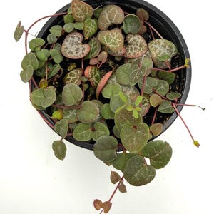 May include: A Ceropegia woodii plant, commonly known as a string of hearts, in a black plastic pot. The plant features trailing thin reddish stems with small, heart-shaped leaves that have a variegated pattern of green, silver, and pinkish hues.
