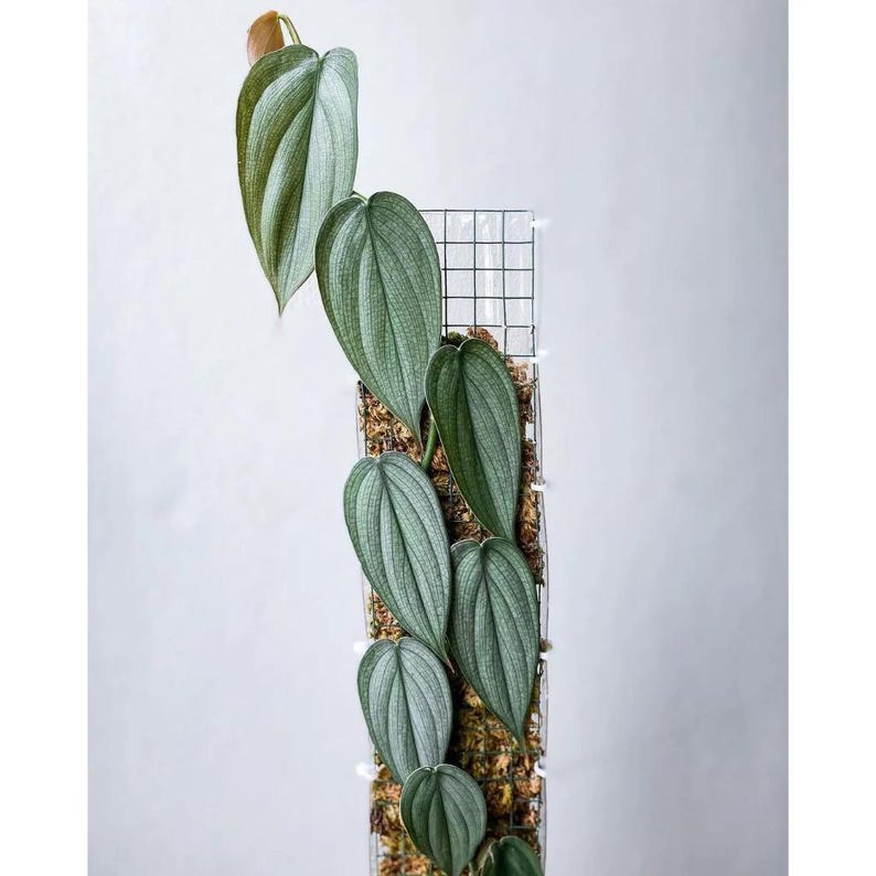 Filodendro Burle Marx Fantasy / Arácea trepadora de vetas plateadas (maceta de 10 cm) imagen 5