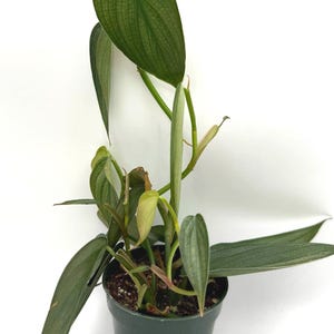 Puede incluir: Una planta Philodendron con hojas verdes alargadas en forma de coraz&oacute;n con vetas plateadas prominentes, plantada en un recipiente de pl&aacute;stico verde oscuro. Un logotipo con el texto B&D TROPICAL PLANTS es visible en la maceta.