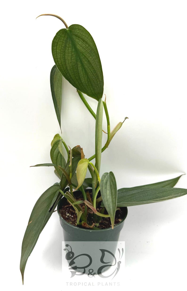 Puede incluir: Una planta Philodendron con hojas verdes alargadas en forma de coraz&oacute;n con vetas plateadas prominentes, plantada en un recipiente de pl&aacute;stico verde oscuro. Un logotipo con el texto B&D TROPICAL PLANTS es visible en la maceta.