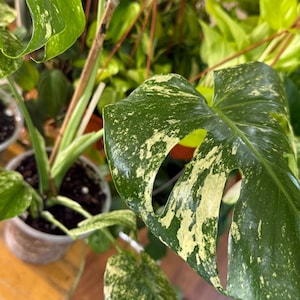 May include: A Monstera Thai Constellation plant featuring large, glossy, heart-shaped leaves with deep green coloration and creamy yellow-white variegation. The plant is potted in a clear plastic container with visible dark soil and stems.