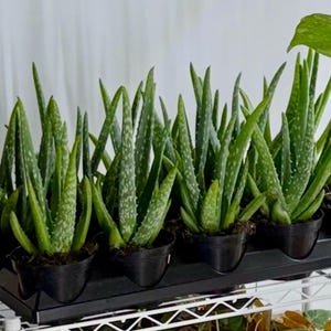 May include: A collection of multiple aloe vera plants in individual black plastic pots arranged in a black plastic tray. Each plant features thick, pointed, green leaves with white speckled patterns and serrated edges, growing upright.