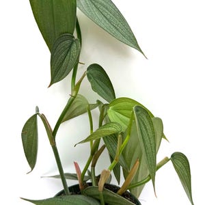 Puede incluir: Una planta Philodendron en maceta con hojas alargadas en forma de coraz&oacute;n, de tono verde plateado y venas prominentes. La planta est&aacute; en una maceta de vivero de pl&aacute;stico verde oscuro con el logotipo B&C TROPICAL PLANTS al frente.
