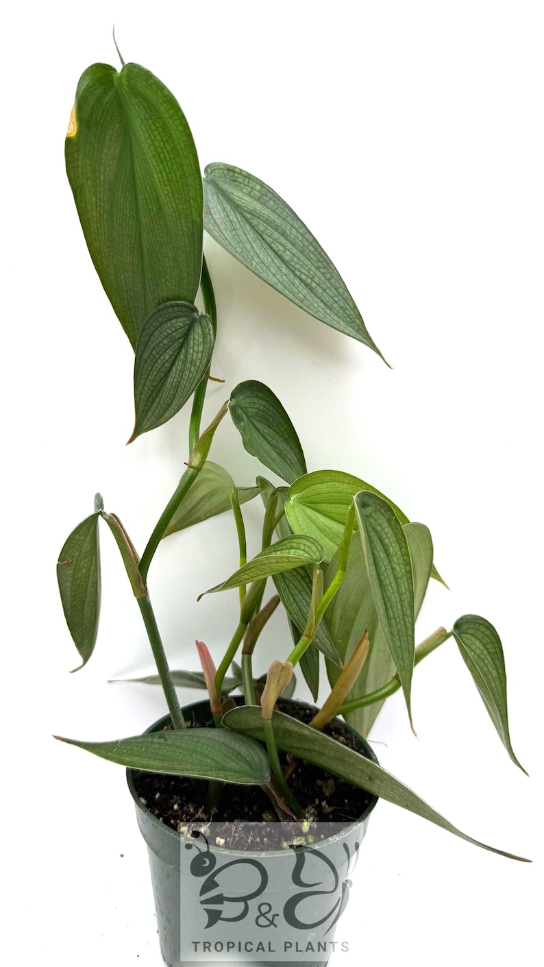 Puede incluir: Una planta Philodendron en maceta con hojas alargadas en forma de coraz&oacute;n, de tono verde plateado y venas prominentes. La planta est&aacute; en una maceta de vivero de pl&aacute;stico verde oscuro con el logotipo B&C TROPICAL PLANTS al frente.