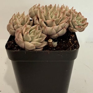 May include: A potted succulent plant with multiple rosettes. The leaves are a pale green with pinkish-red tips. The plant is in a black square plastic pot, filled with dark soil. The background is a plain white.