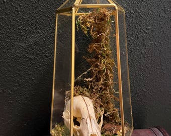 May include: A geometric terrarium with a gold frame houses a skull, moss, and dried plants. The glass enclosure has a triangular top and a rectangular base. The skull is off-white, and the moss is green and brown.