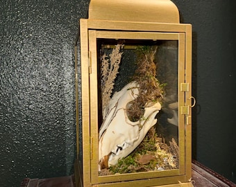 May include: A gold-colored metal lantern with a glass enclosure. Inside, a white animal skull is surrounded by moss and dried plants. The lantern has a handle and a hinged door.