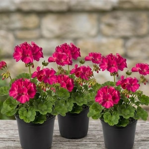 May include: Three black plastic pots each containing a vibrant magenta geranium plant with clusters of rounded, deep pink flowers and green, scalloped leaves. The plants are arranged in a row, showcasing multiple blooming flower heads.