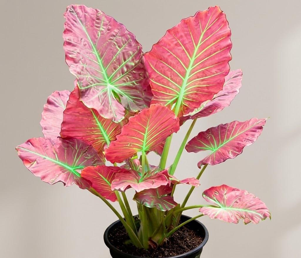 Colocasia pink - Etsy 日本