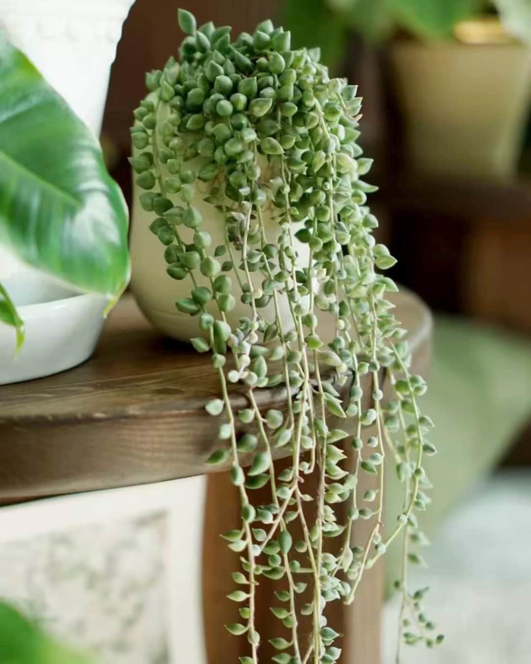 String Greenery Artificial String of Pearls Plant, Faux Trailing Succulent Greenery ...
