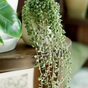 May include: A String of Pearls succulent plant in a white ceramic pot. The trailing stems are covered in small, round, bead-like leaves. The plant sits on a wooden surface, with other plants visible in the background.