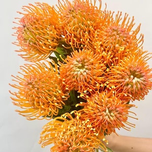 Può includere: Un bouquet di fiori di protea a cuscinetto di colore arancione vivace. Ogni capolino presenta numerosi petali sottili simili ad aghi che si irradiano verso l'esterno da un nucleo centrale, creando un aspetto sferico e strutturato con tonalità arancioni e gialle.