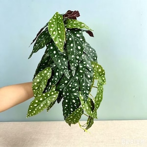 May include: An artificial plant with elongated, pointed leaves in shades of dark and light green. Each leaf features a distinct pattern of white spots across the surface. The foliage is arranged in a dense, cascading cluster with some leaves showing deep reddish-purple undersides.