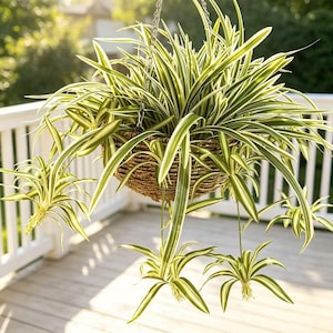 May include: A spider plant with long, arching green and white variegated leaves growing in a round, woven brown hanging basket. Several small plantlets, or spiderettes, dangle from the main plant on thin, slender stems.