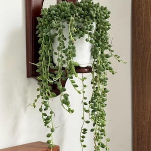 Artificial String of Pearls Plant, Real Touch Faux Trailing Succulent for Wall Decor