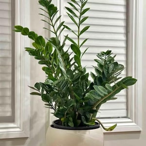 Set van 6 kunstmatige ZZ-plantenstelen, interieurdecoratie van echt aanvoelende imitatiezamioculcasbladeren