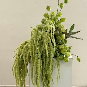 Könnte beinhalten: Ein Blumenarrangement mit herabhängenden hellgrünen Amaranthstielen und Clustern aus texturierten, runden grünen Samenkapseln. Das Arrangement steht auf einem schlichten, weißen, rechteckigen Sockel und zeigt eine Vielfalt botanischer Texturen.