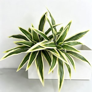 Op de afbeelding: Een kamerplant met lange, puntige bladeren met een donkergroen midden en crèmewitte randen. De plant staat in een rechthoekige, effen witte bak. Het blad spreidt zich vanuit de centrale basis naar buiten uit in een stervormig patroon.