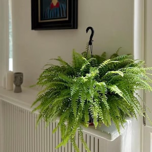 Artificial Potted Boston Fern, Faux Lush Green Fern Plant, Hanging Potted Greenery for Indoor Home Decor