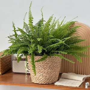 Peut inclure: Une fougère de Boston d'un vert luxuriant avec de longues frondes plumeuses poussant dans un panier rond en fibres naturelles tressées. La plante présente un feuillage dense et vibrant qui s'étend vers l'extérieur depuis le centre.