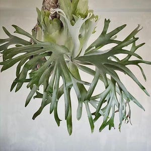 May include: A staghorn fern mounted on a piece of textured brown cork bark. The plant features multiple long, arching, dark green fronds with a silvery-green underside and lighter, upright shield fronds at the base, all suspended by a thin wire.