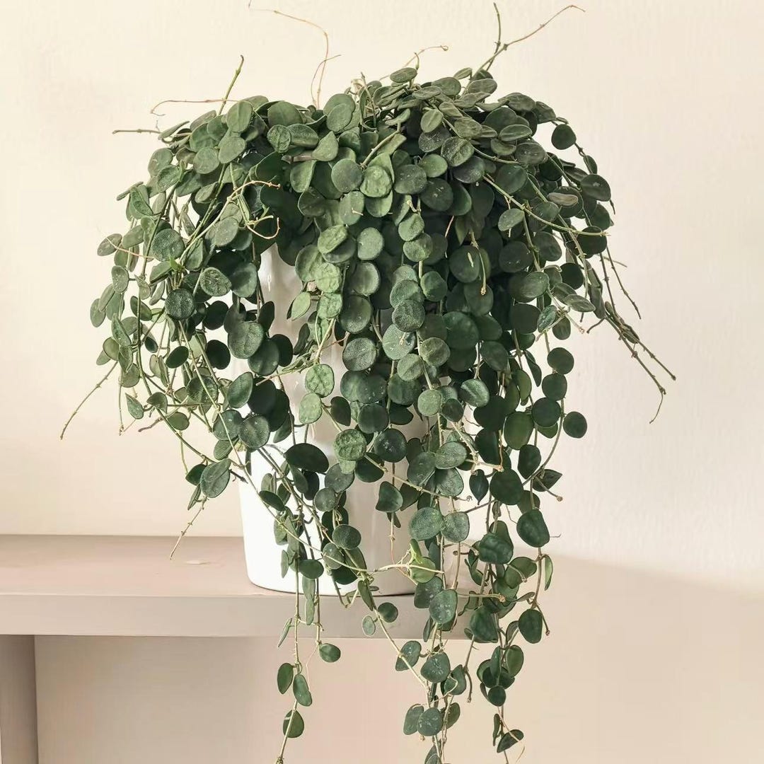 String Greenery Artificial String of Coins Hoya, Trailing Hanging Indoor Greenery - Etsy