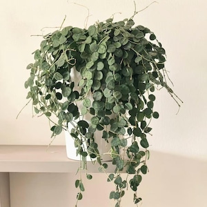 Puede incluir: Una planta de interior con hojas pequeñas, redondas y de color verde oscuro que caen de una maceta blanca. La planta se exhibe en una estantería gris claro contra una pared blanca. Los tallos y las hojas de la planta crean una apariencia completa y texturizada.