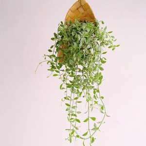 May include: A light brown woven basket with a pointed leaf shape containing a trailing green plant with small, rounded, light-edged leaves. The basket is suspended by a thin cord, allowing the long, slender stems of the plant to cascade downwards.