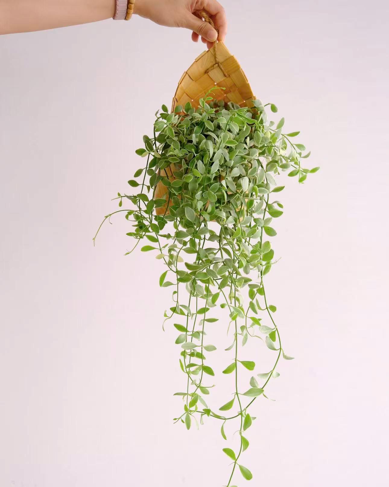 house plants fern BubbleBlooms Fern Variety Assortment, 6 Different Ferns in 2 inch pots   Florida House Plants