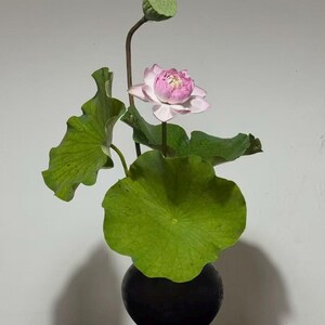 Artificial Lotus Leaf Stem, Real Touch Faux Large Lotus Leaf 36cm Diameter, 70cm Long Stem, Pond Greenery, Vase Floral  Home  Decor