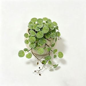 Pode incluir: Uma planta pendente com folhas pequenas, redondas e texturizadas de cor verde-clara com nervuras proeminentes, plantada numa taça de cerâmica branca suja. A planta tem caules finos de cor castanho-escuro que se estendem para fora e para baixo.