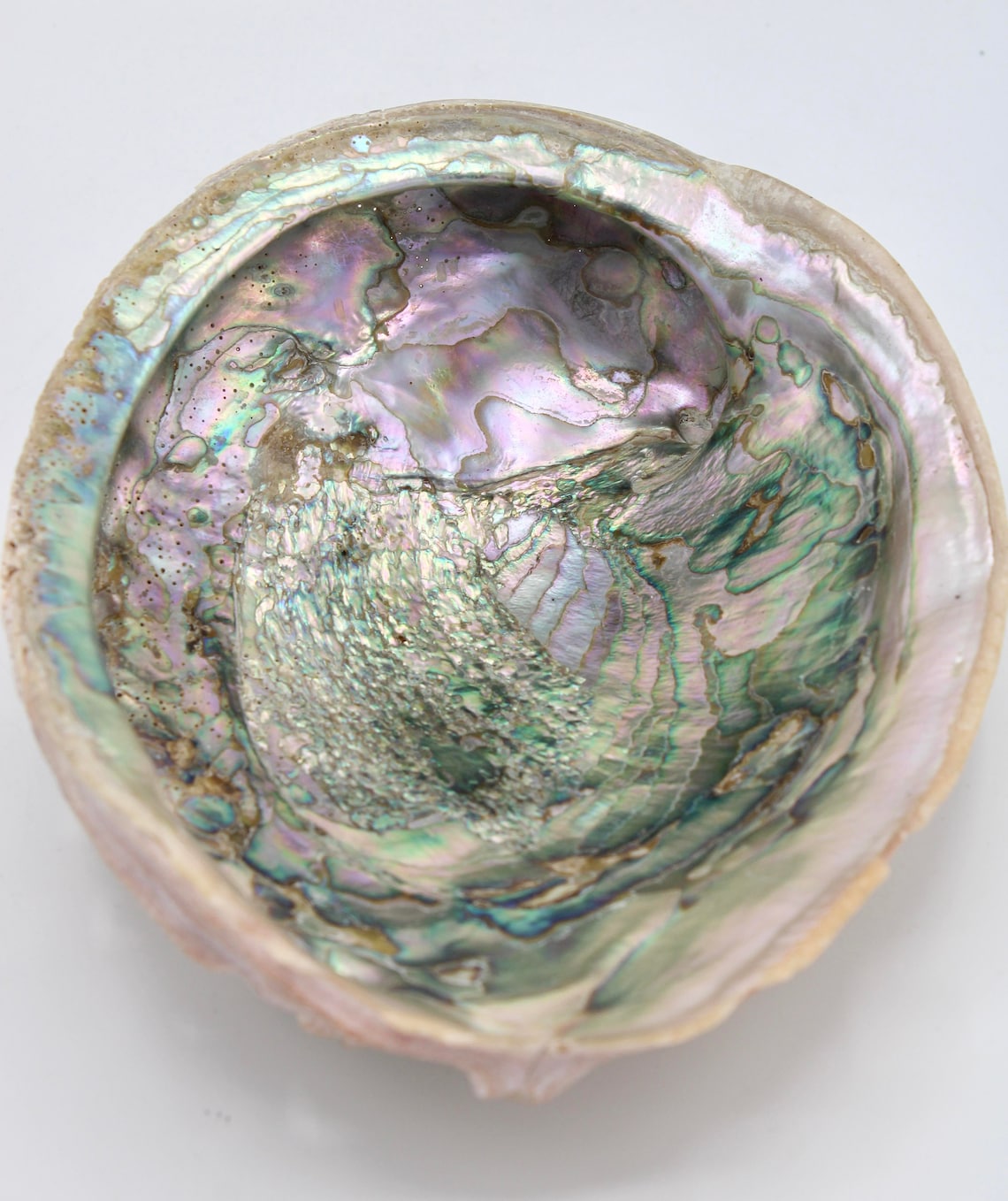 Vintage Organic Modern Abalone Shell / Dish Etsy