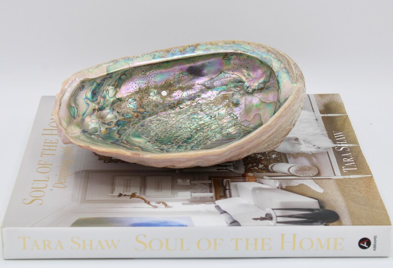 Vintage Organic Modern Abalone Shell / Dish Etsy