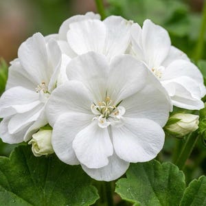 May include: A cluster of bright white geranium flowers with five rounded petals each, featuring a central stamen structure. The bloom is surrounded by several unopened green flower buds and textured, scalloped green leaves on thin stems.
