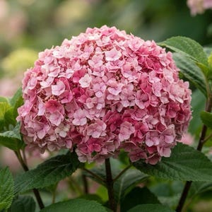 May include: A large, rounded cluster of pink hydrangea flowers in full bloom, featuring numerous small, four-petaled blossoms in varying shades of light and dark pink, surrounded by serrated, deep green leaves on a sturdy, upright plant stem.