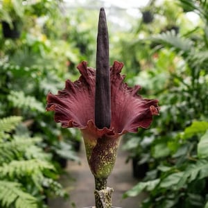 May include: A tall, dark purple spadix rises from the center of a deep maroon, ruffled spathe. The flower features a mottled, light green and brown stalk at the base, showcasing a unique botanical structure with distinct textures and colors.