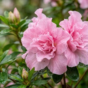 May include: A cluster of soft pink azalea flowers in full bloom, featuring delicate, ruffled petals with subtle darker pink speckles at the center. The blossoms are surrounded by deep green, glossy, pointed leaves and several unopened buds.
