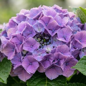 May include: A vibrant purple hydrangea flower head with multiple four-petaled blossoms clustered together. The flower features shades of violet and light blue, surrounded by deep green, serrated leaves with visible veins and small water droplets.