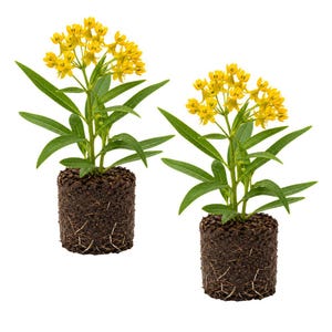 May include: Two potted plants with vibrant yellow flowers and green leaves. The plants are in dark brown soil, with visible roots. The background is plain white, highlighting the plants' colors and details. The plants are likely for gardening or home decor.