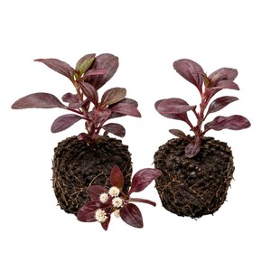 May include: Two small plants with dark purple, pointed leaves and exposed cylindrical root balls of dark soil. A detached stem with small, white, clustered flowers and matching purple leaves lies in front of the two upright plant specimens.