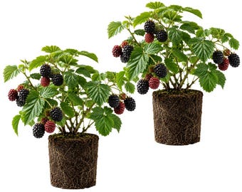 May include: Two potted blackberry plants, each with green leaves and clusters of ripe, black and red berries. The plants are in brown soil, with visible roots. The background is plain white.