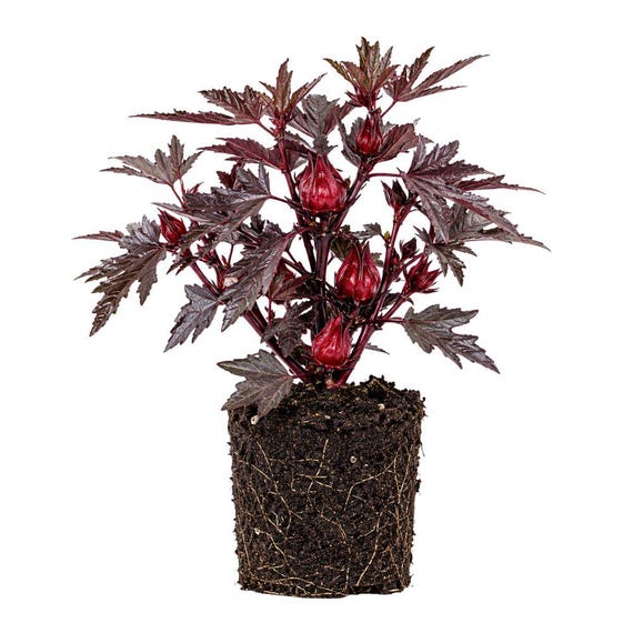 Cranberry Hibiscus Plant, Tropical Red Leaf, Edible Garden Plant, Outdoor Spaces, 4 Inch Tall