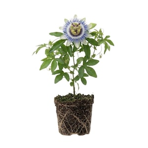 Blue Passiflora Plant Live, Passiflora Passion Flower Vine, 4 Inch Tall Starter Plant, No Pot Climbing Garden Vine