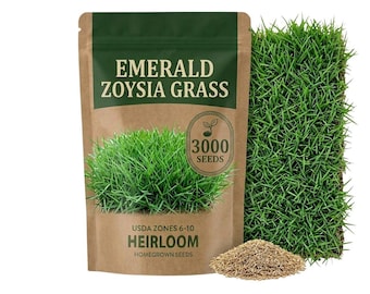 3000 Seeds Zoysia Grass Seed,  Grass for Soft Green Landscape and Warm Climate Growing