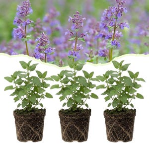 May include: Three catmint plants in individual dark brown plastic pots with visible soil and root systems. Each plant features green, serrated leaves and tall, upright stems topped with clusters of small, light purple, tubular flowers.