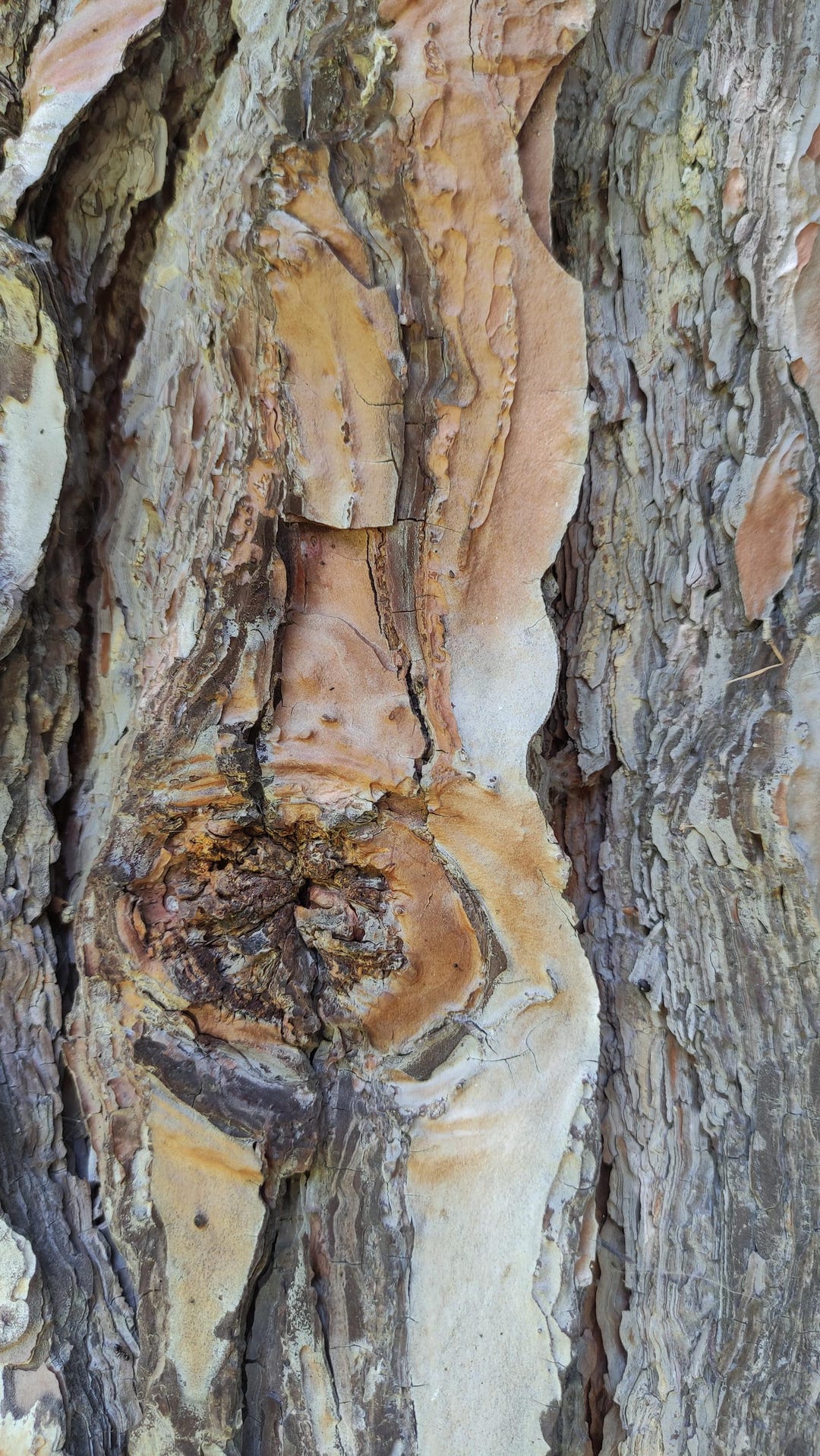 Bark Texture Printable Pine Bark Texture Pack,tree Bark Backgrounds,natural Wood Texture ...